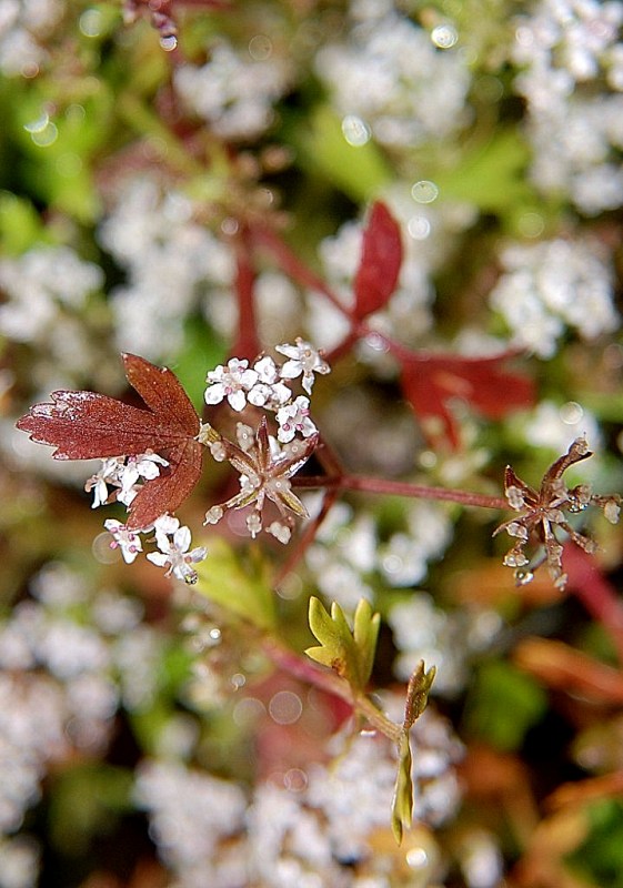 Helosciadium crassipes / Sedano di Sardegna